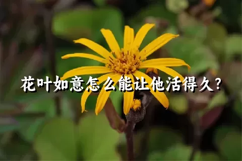 花叶如意怎么能让他活得久？