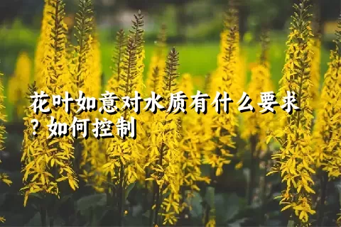 花叶如意对水质有什么要求？如何控制