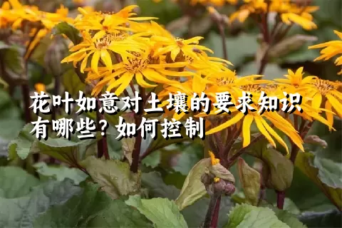 花叶如意对土壤的要求知识有哪些？如何控制