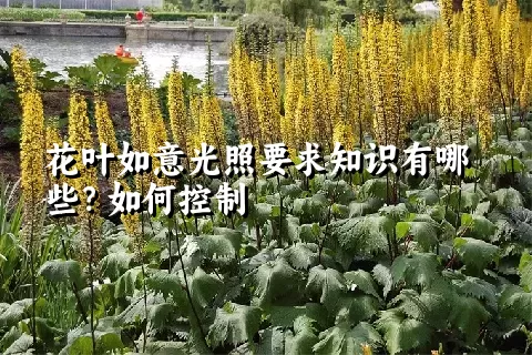 花叶如意光照要求知识有哪些？如何控制