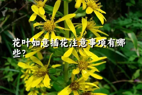 花叶如意插花注意事项有哪些？