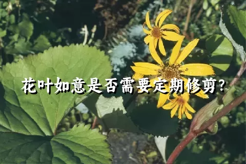 花叶如意是否需要定期修剪？