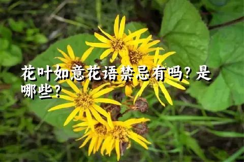 花叶如意花语禁忌有吗？是哪些？