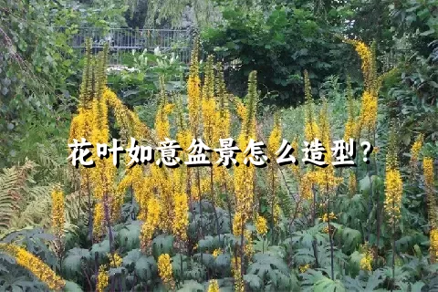 花叶如意盆景怎么造型？