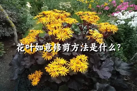 花叶如意修剪方法是什么？