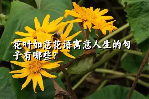 花叶如意花语寓意人生的句子有哪些？