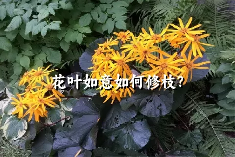 花叶如意如何修枝？