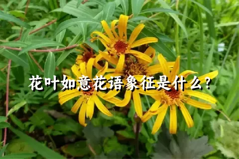 花叶如意花语象征是什么？