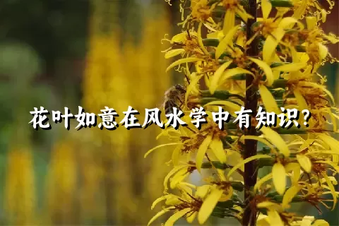 花叶如意在风水学中有知识？