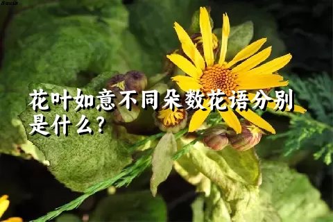 花叶如意不同朵数花语分别是什么？