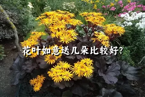 花叶如意送几朵比较好？