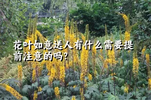 花叶如意送人有什么需要提前注意的吗？