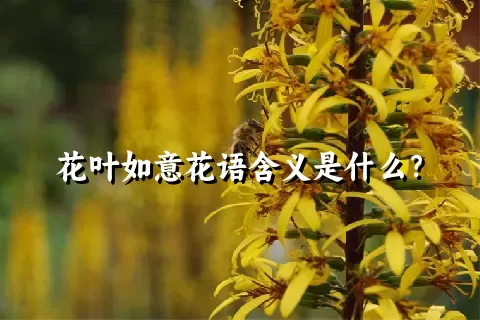 花叶如意花语含义是什么？