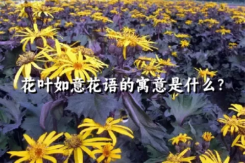 花叶如意花语的寓意是什么？