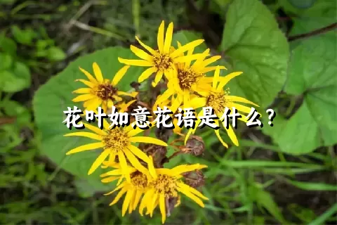 花叶如意花语是什么？