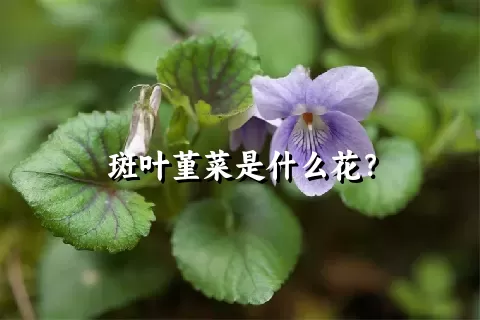 斑叶堇菜是什么花？