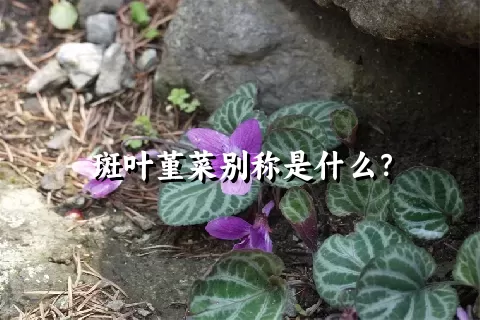 斑叶堇菜别称是什么？