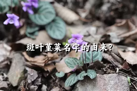 斑叶堇菜名字的由来？