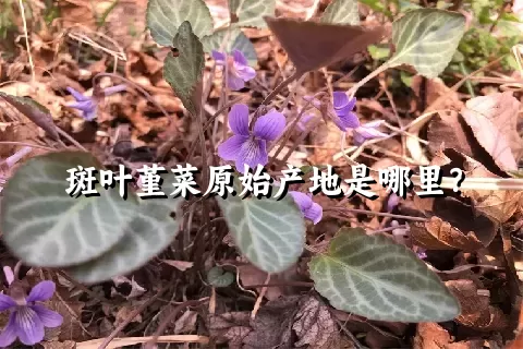 斑叶堇菜原始产地是哪里？