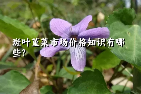 斑叶堇菜市场价格知识有哪些？