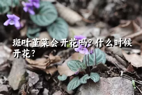 斑叶堇菜会开花吗？什么时候开花？