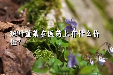 斑叶堇菜在医药上有什么价值？