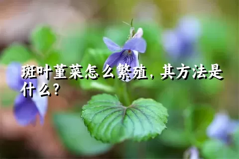 斑叶堇菜怎么繁殖，其方法是什么？