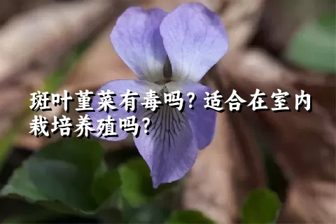 斑叶堇菜有毒吗？适合在室内栽培养殖吗？