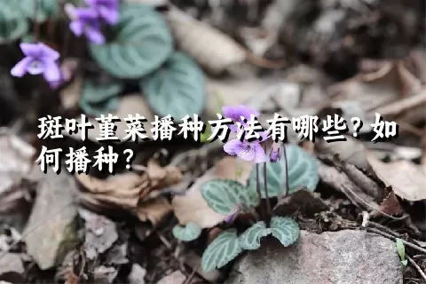 斑叶堇菜播种方法有哪些？如何播种？