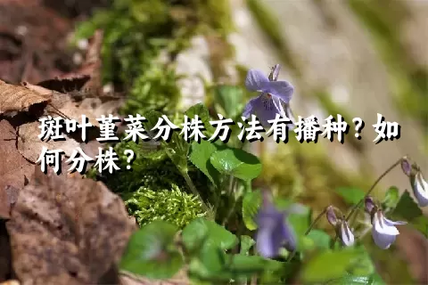 斑叶堇菜分株方法有播种？如何分株？