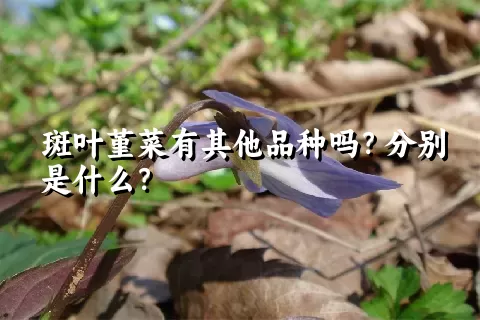 斑叶堇菜有其他品种吗？分别是什么？