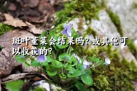 斑叶堇菜会结果吗？或其他可以收获的？