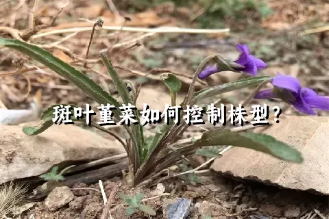 斑叶堇菜如何控制株型？