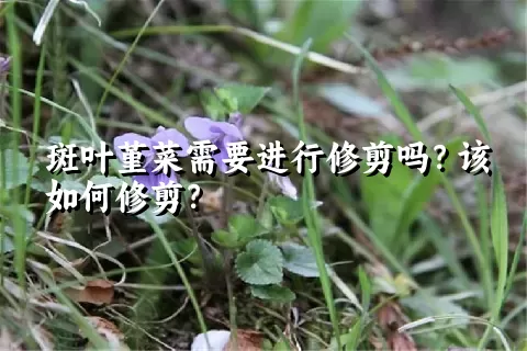 斑叶堇菜需要进行修剪吗？该如何修剪？