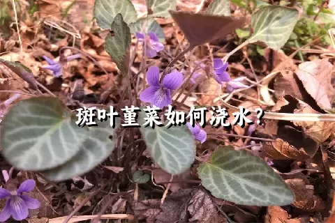 斑叶堇菜如何浇水？