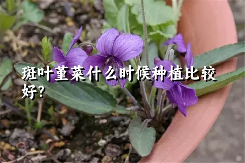 斑叶堇菜什么时候种植比较好？