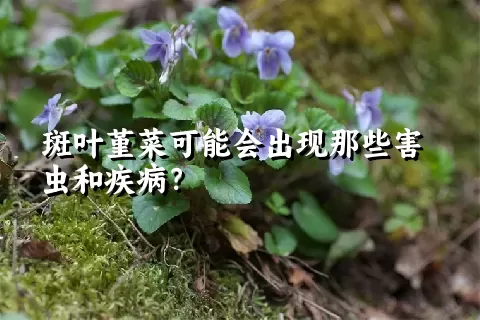 斑叶堇菜可能会出现那些害虫和疾病？