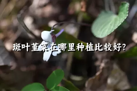 斑叶堇菜在哪里种植比较好？