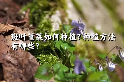 斑叶堇菜如何种植？种植方法有哪些？