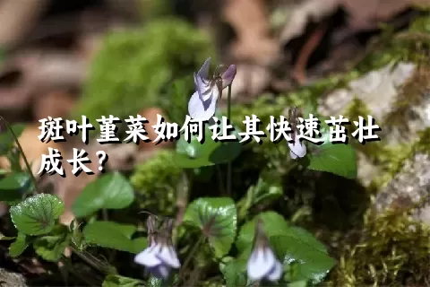 斑叶堇菜如何让其快速茁壮成长？