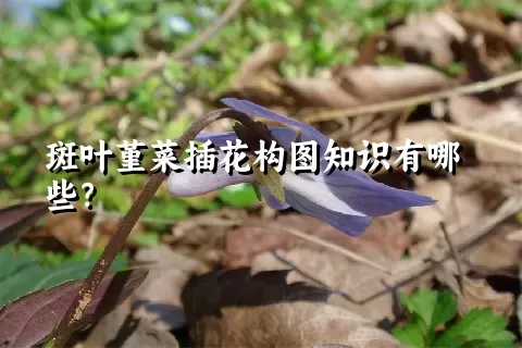 斑叶堇菜插花构图知识有哪些？