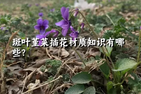 斑叶堇菜插花材质知识有哪些？