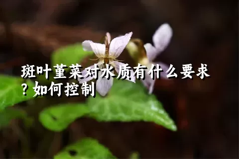 斑叶堇菜对水质有什么要求？如何控制