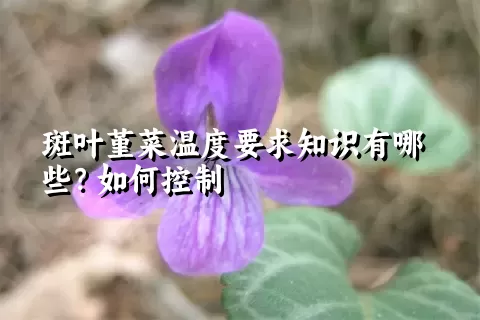 斑叶堇菜温度要求知识有哪些？如何控制