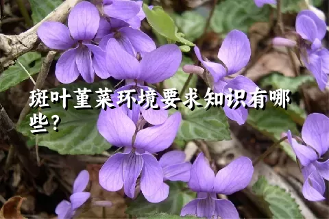 斑叶堇菜环境要求知识有哪些？