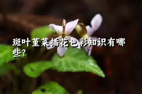 斑叶堇菜插花色彩知识有哪些？