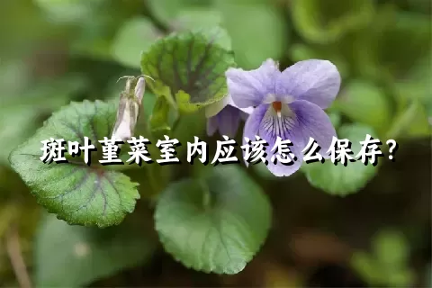 斑叶堇菜室内应该怎么保存？