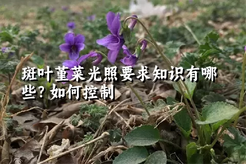 斑叶堇菜光照要求知识有哪些？如何控制