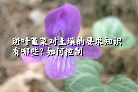 斑叶堇菜对土壤的要求知识有哪些？如何控制