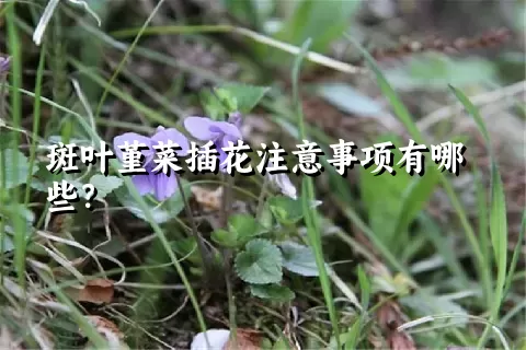 斑叶堇菜插花注意事项有哪些？